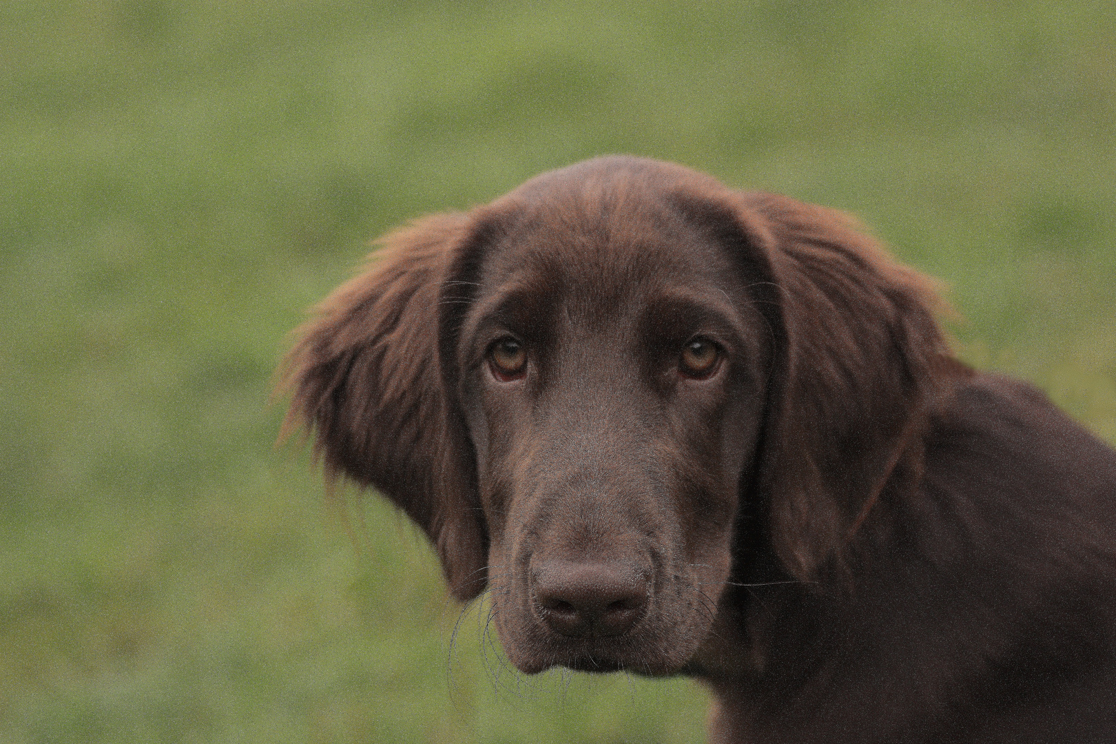 Flat Coatet Retriver Portrais