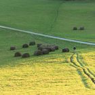 Flat Top Mountain Carriage Trail