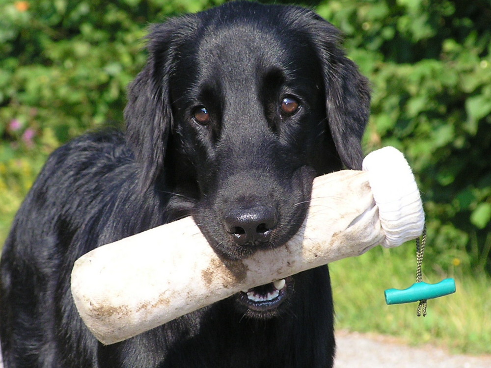 Flatcoat bei der Arbeit