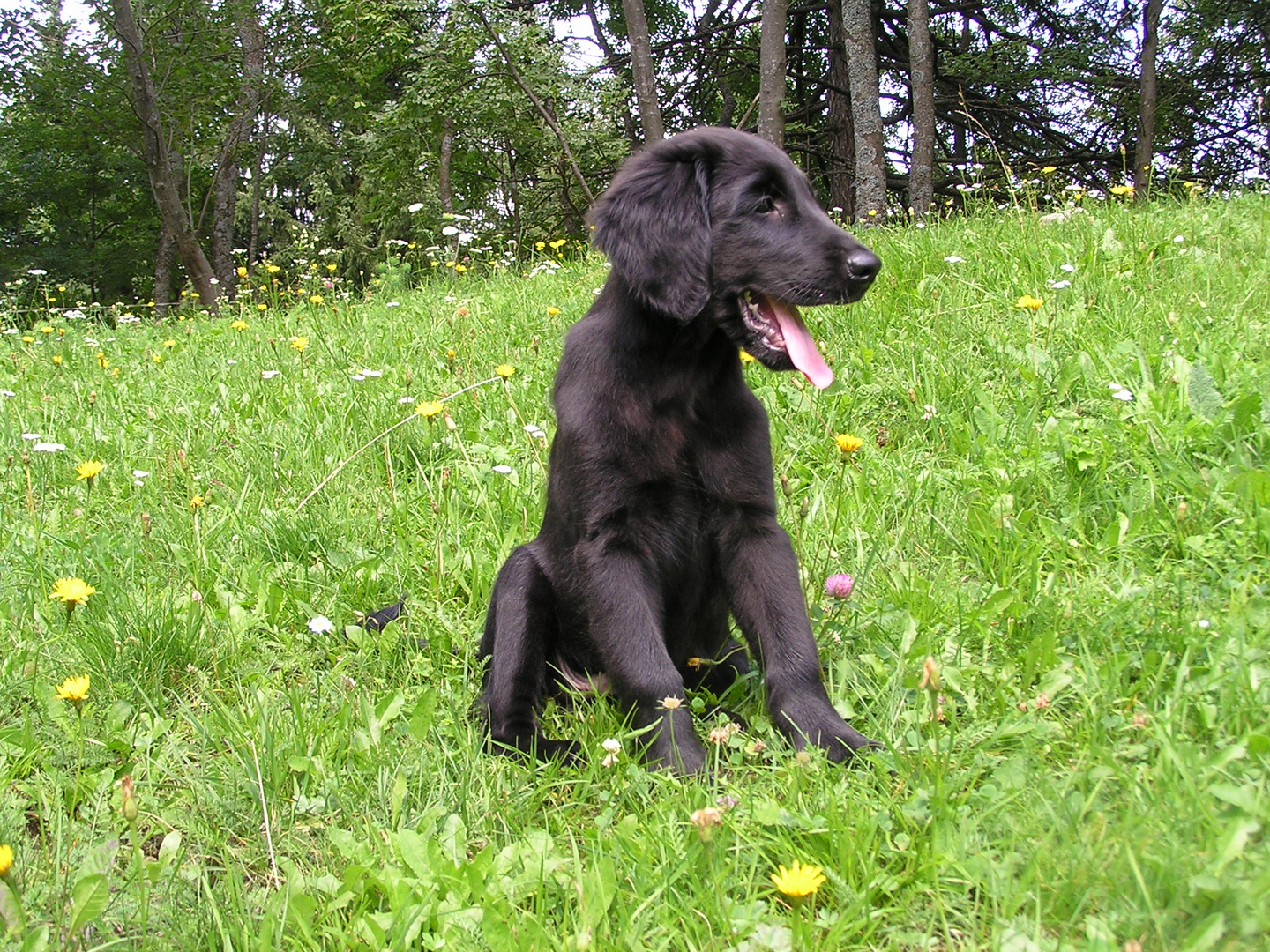 Flatcoat nach dem Training