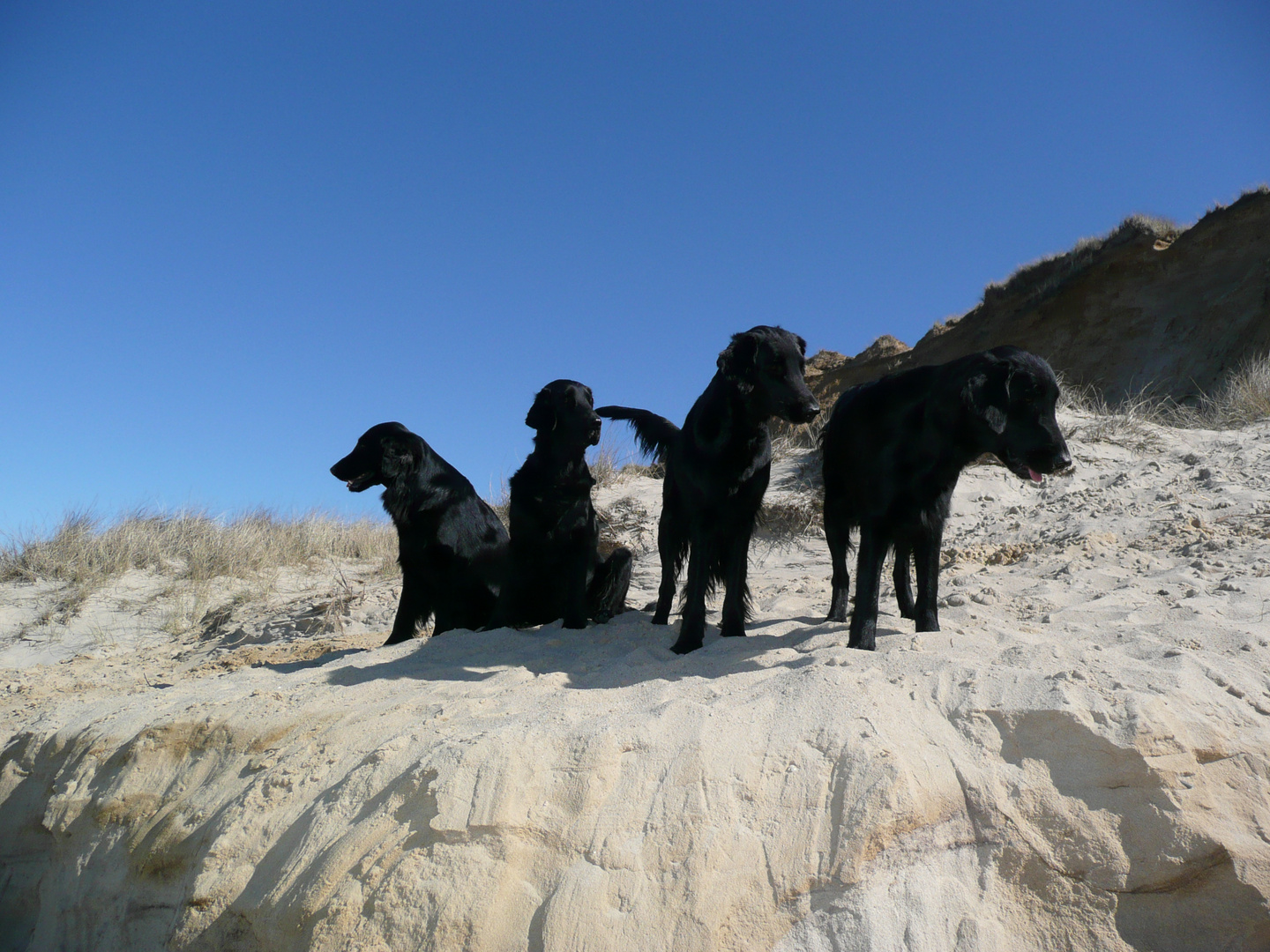 Flatcoated Family on Tour in Deutschlands Norden