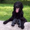 Flatcoated Retriever