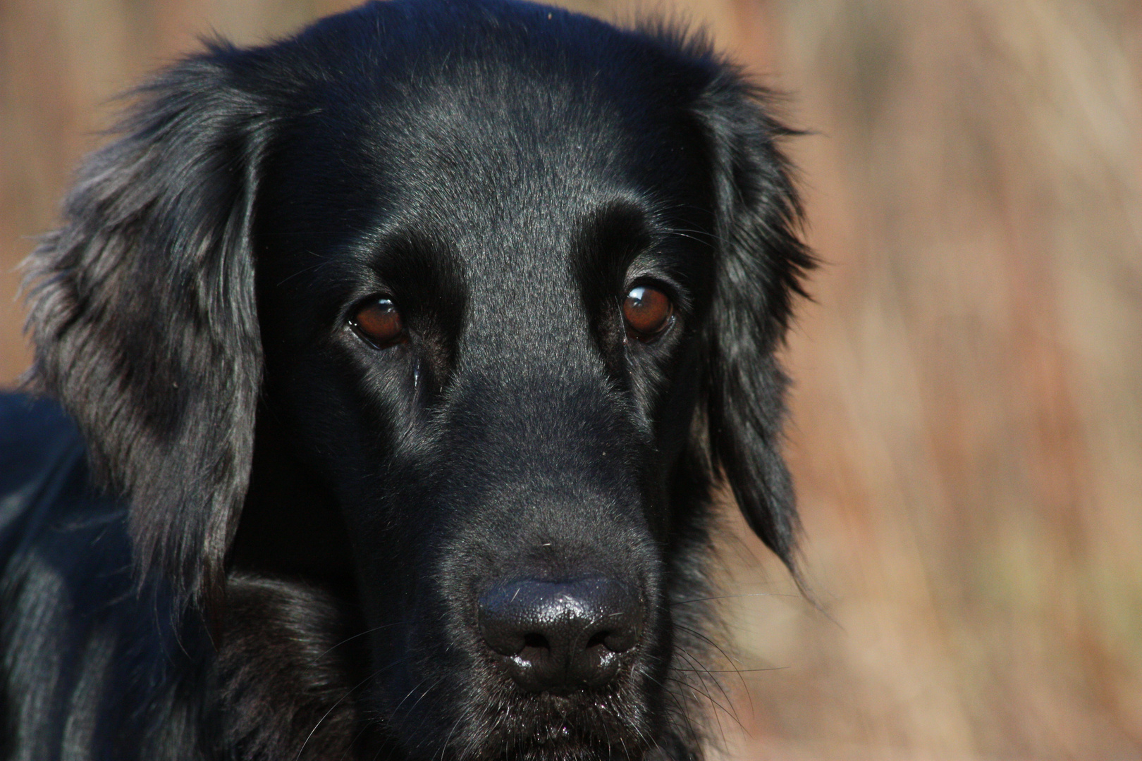 Flatcoated Retriever 5 Jahre