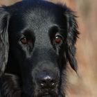 Flatcoated Retriever 5 Jahre