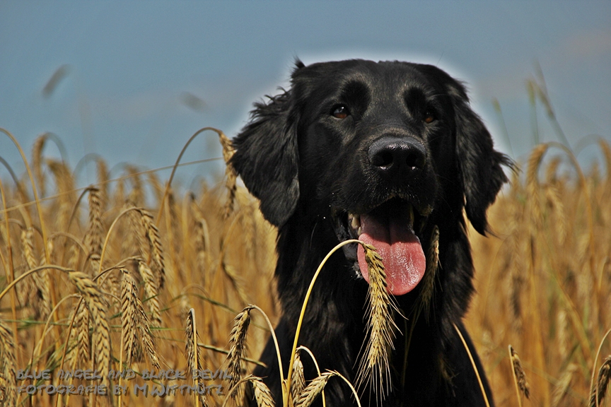 Flatcoated Retriever