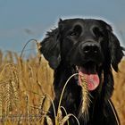 Flatcoated Retriever