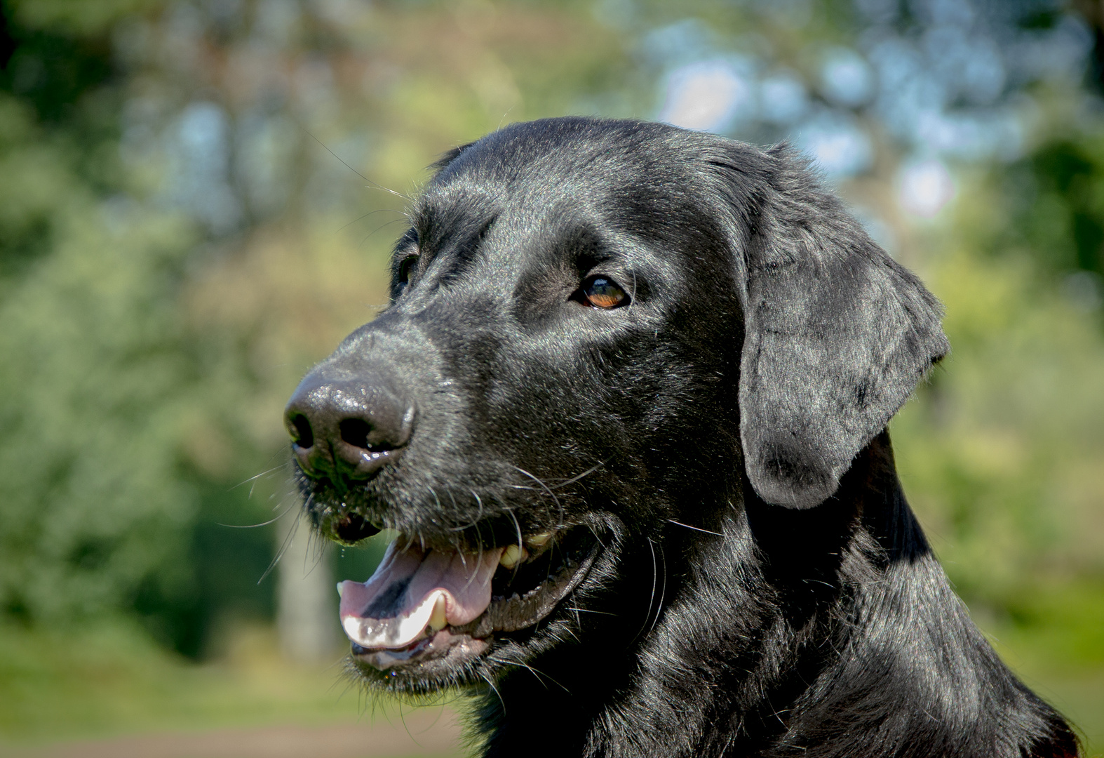 Flatcoated Retriever