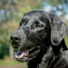 Flatcoated Retriever