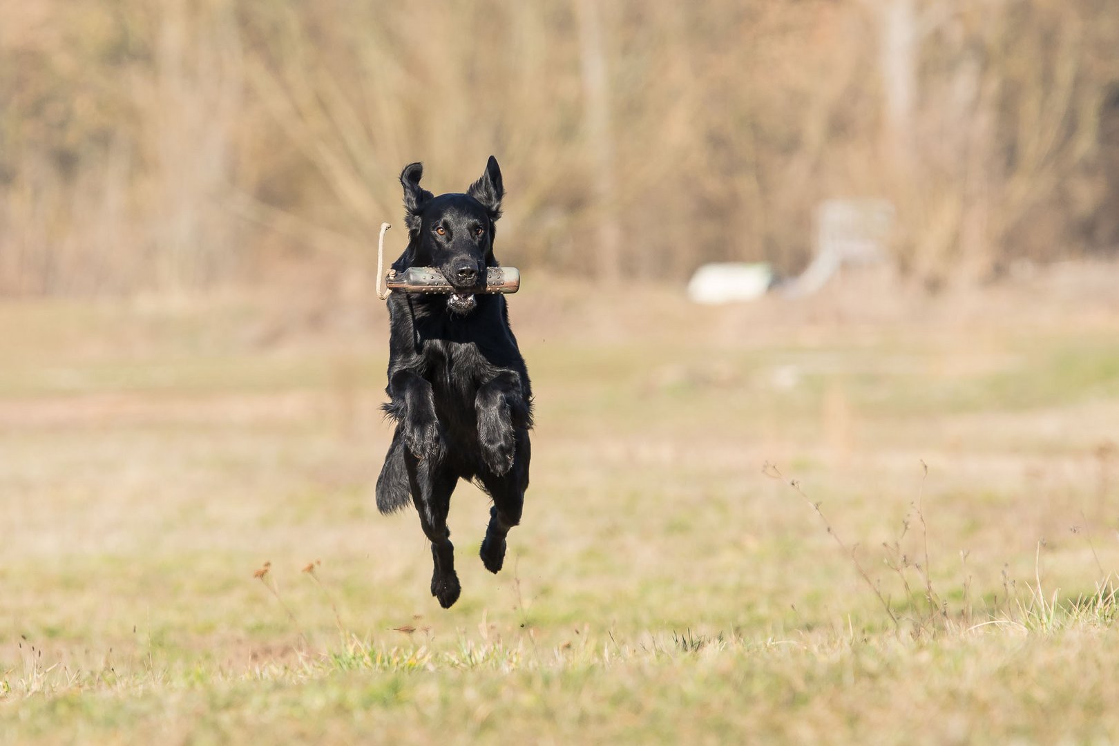 Flatcoated Retriver beim Dummytraining. 