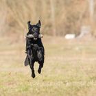 Flatcoated Retriver beim Dummytraining. 