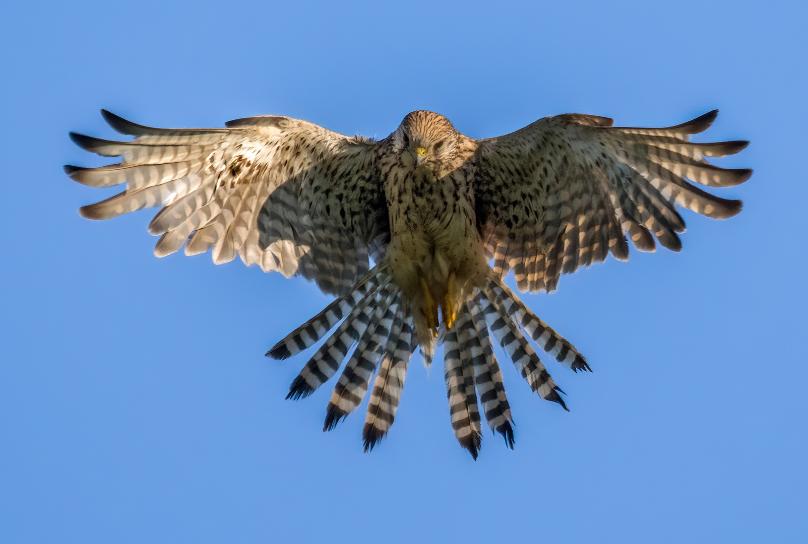 "FLATTER FALKE"