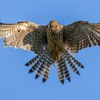 "FLATTER FALKE"