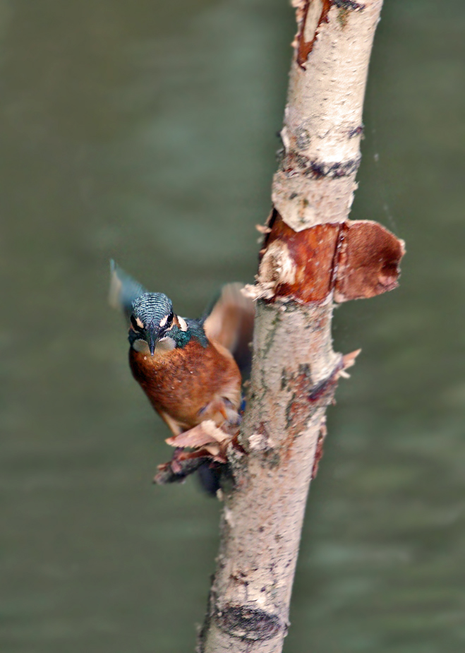 "FLATTERHAFT" - oder noch'n Eisvogel Bild