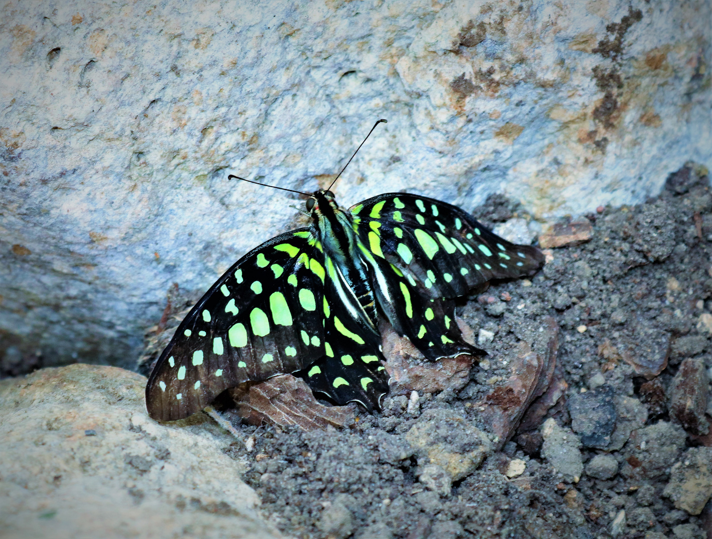 Flatterhafter Besuch