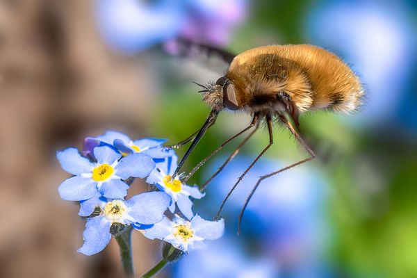 Flatterhaftes zum Montag