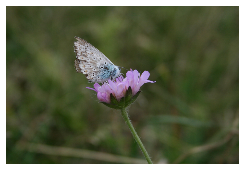 Flatterling die Zweite