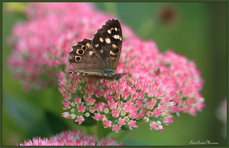 Flattermännchen auf einem rosa Blütenkissen*