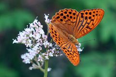 Flattermann: Argynnis paphia