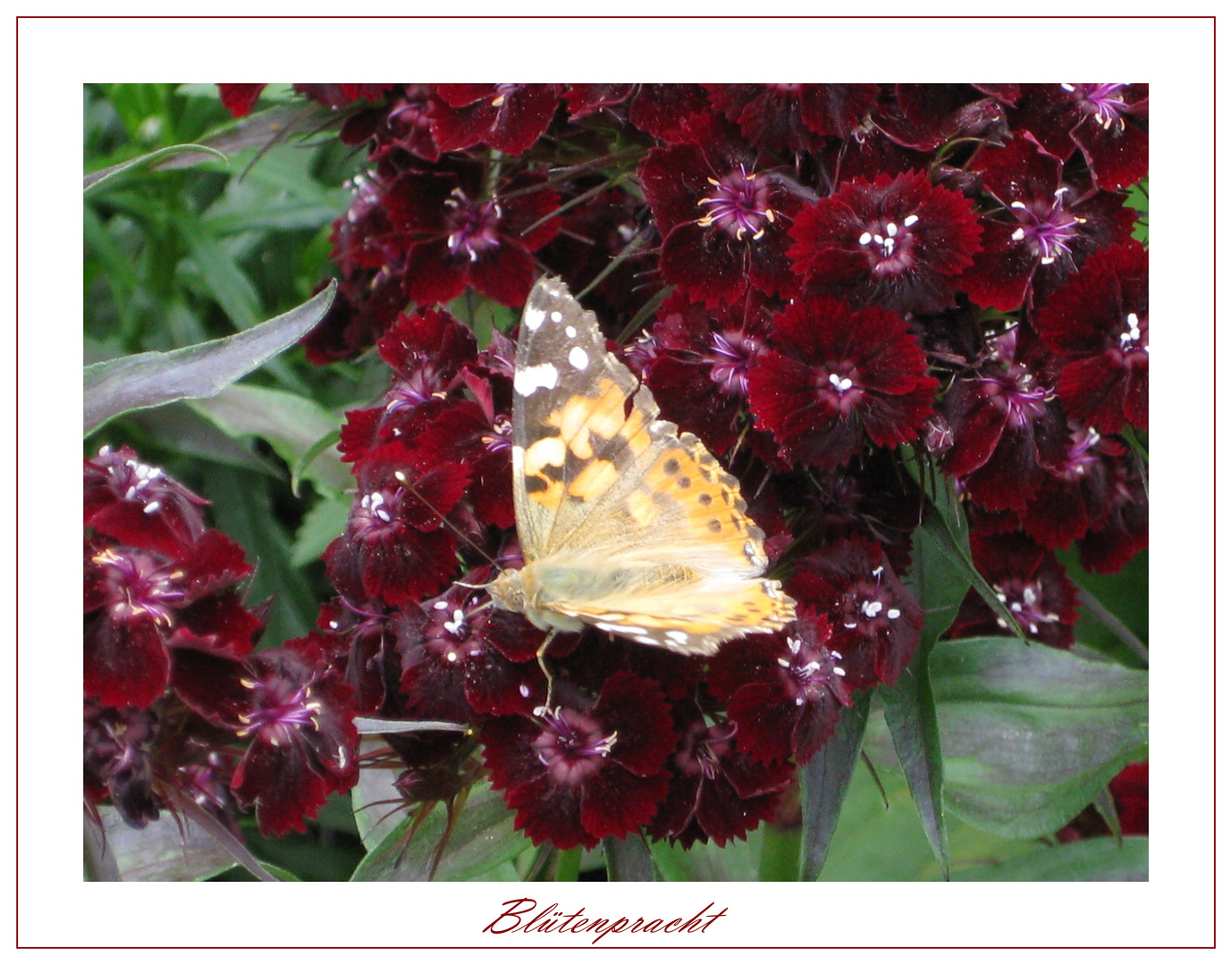 Flattermann auf Blüten