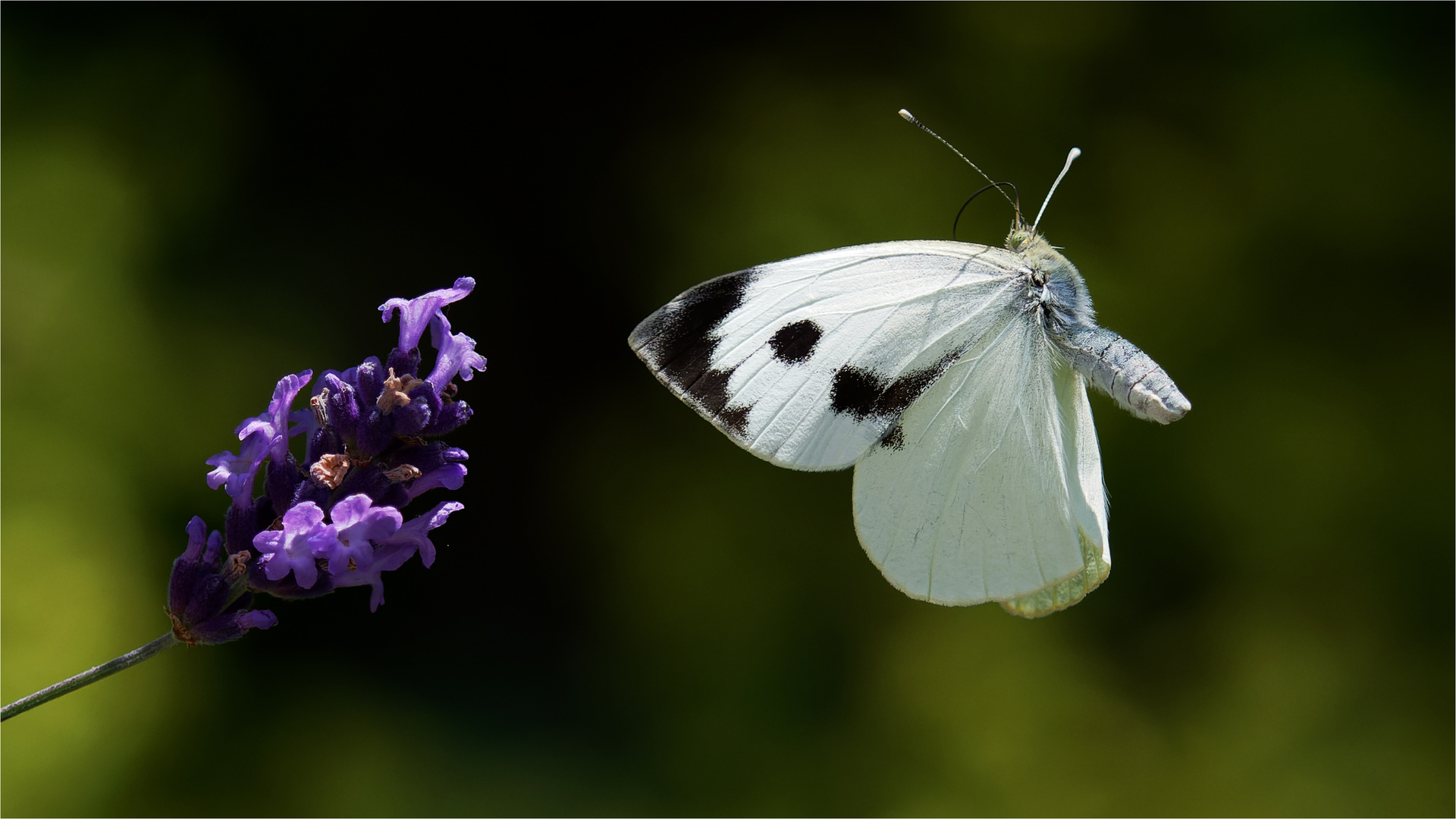 Flattermann auf Lavendel - Kurs  .....