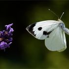 Flattermann auf Lavendel - Kurs  .....