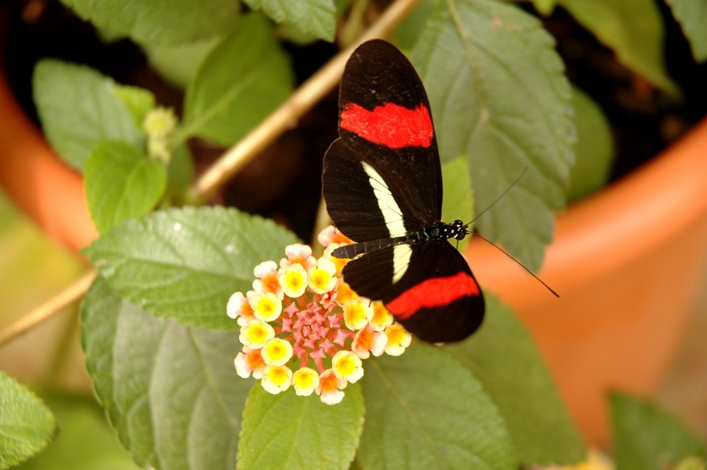 Flattermann im botanischen Garten/Kiel