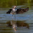 Flattern