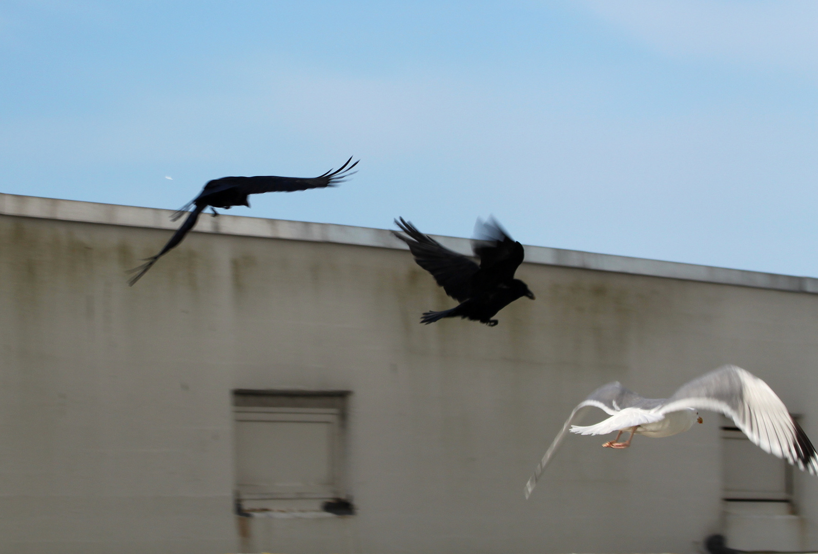 Flattern