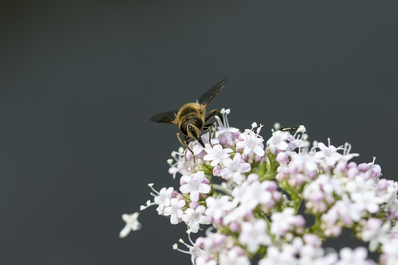 Flattern und brummen