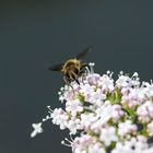 Flattern und brummen