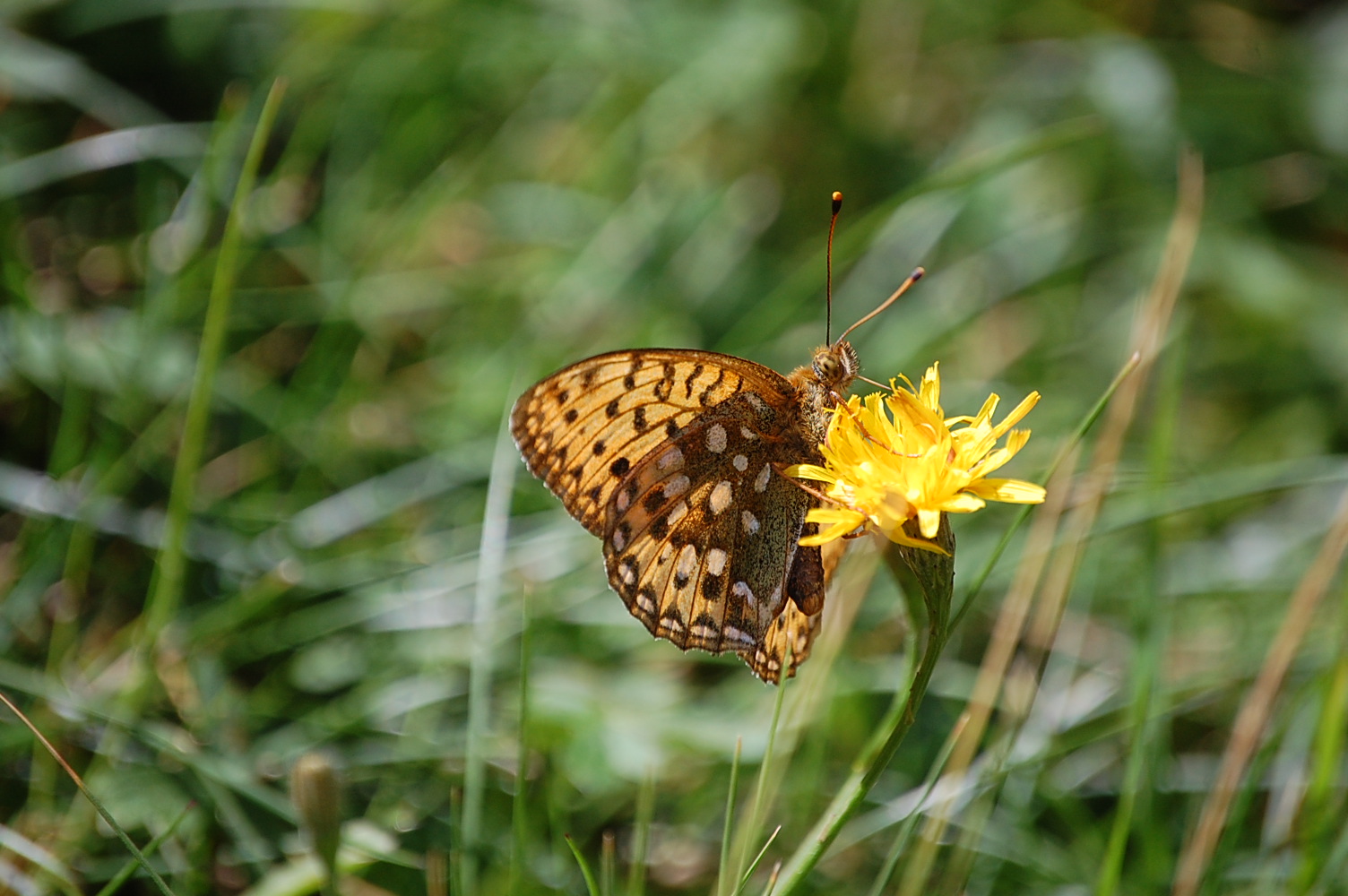 Flatternd durch die Almwiese