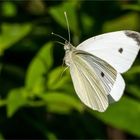 flatternd durch die Lüfte  .....