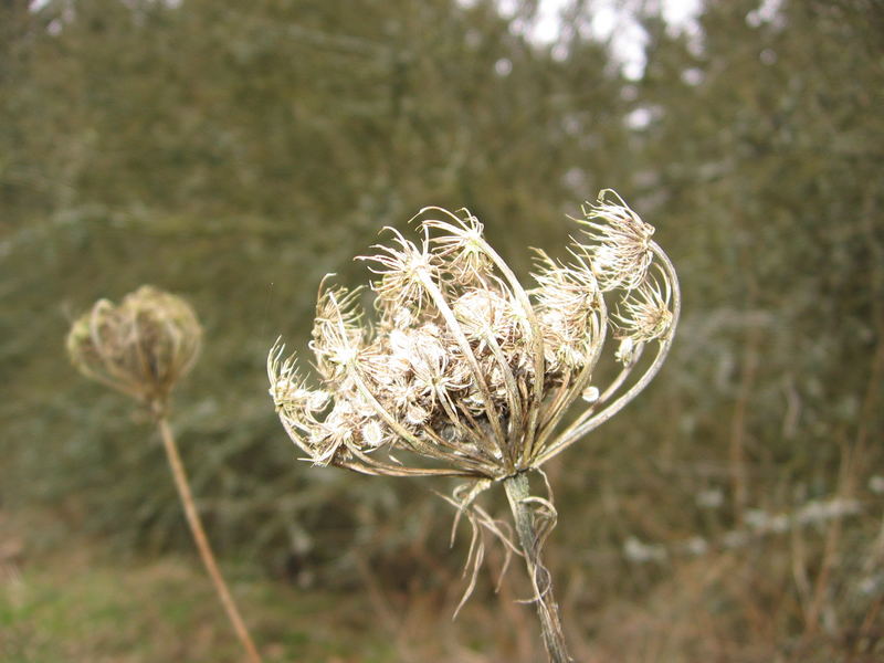 Flatternde Schleier tanzender Fantasien