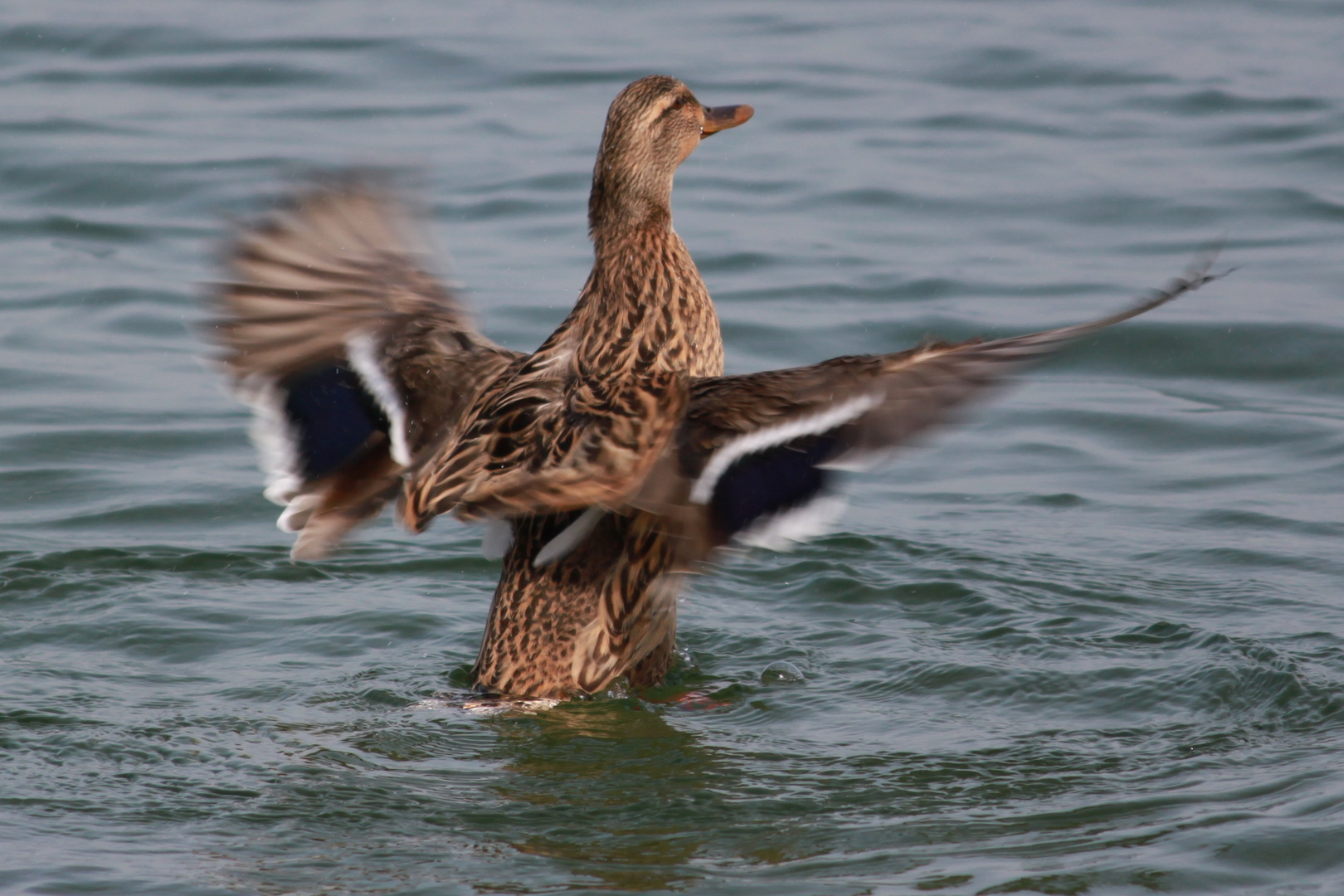 Flatternde Stockente