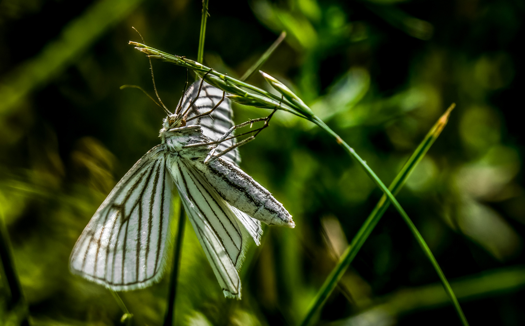 "FLATTERNDES ZEBRA" oder schlicht die Nummer 6