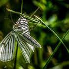 "FLATTERNDES ZEBRA" oder schlicht die Nummer 6