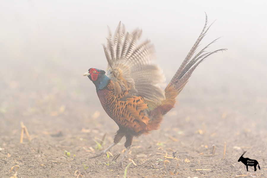 Flattersprung im Nebel