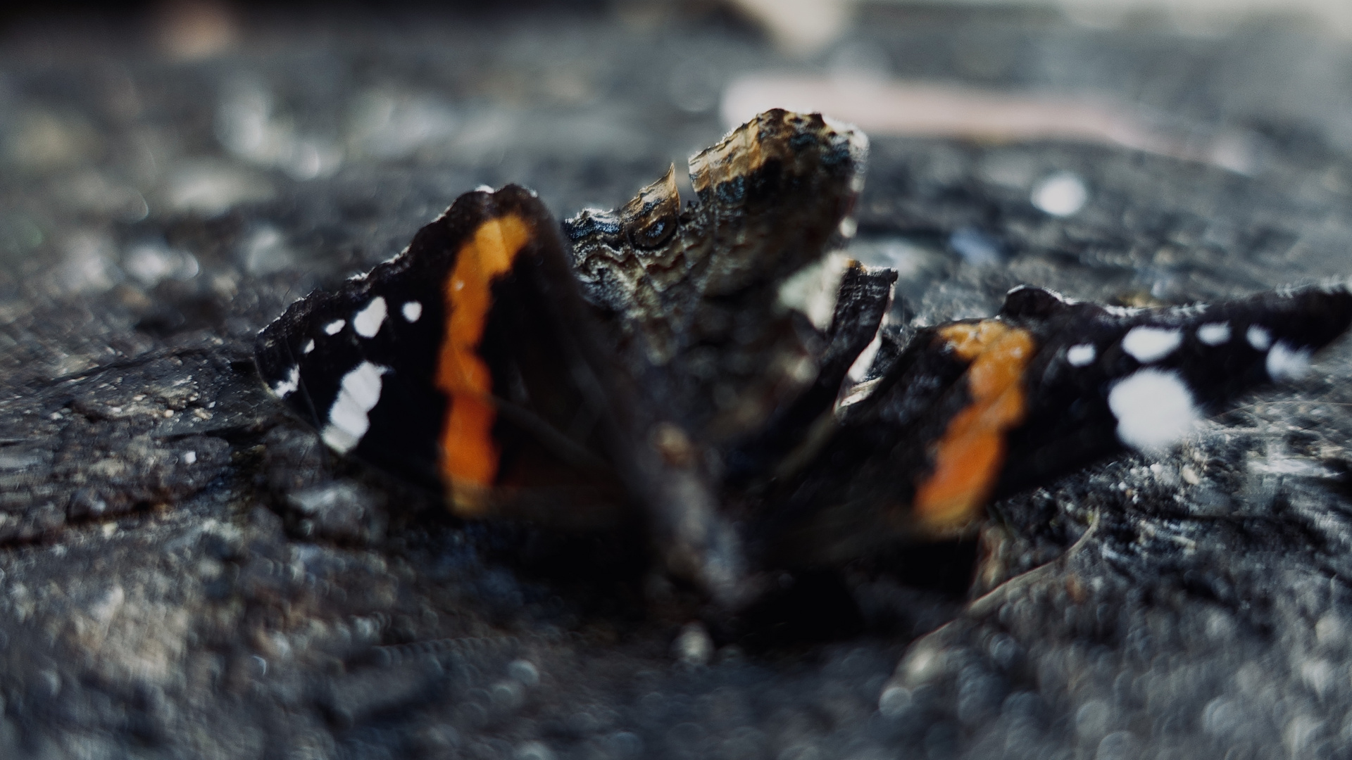 Flattert Foto & Bild herbst, schmetterling, mittwochsleiche Bilder