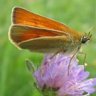 Flattertier auf Blume