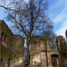 Flatterulme in einer Schloßruine