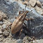 Flaumiger Rübenrüssler (Pseudocleonus cinereus). - Un charançon rare dans nos régions!