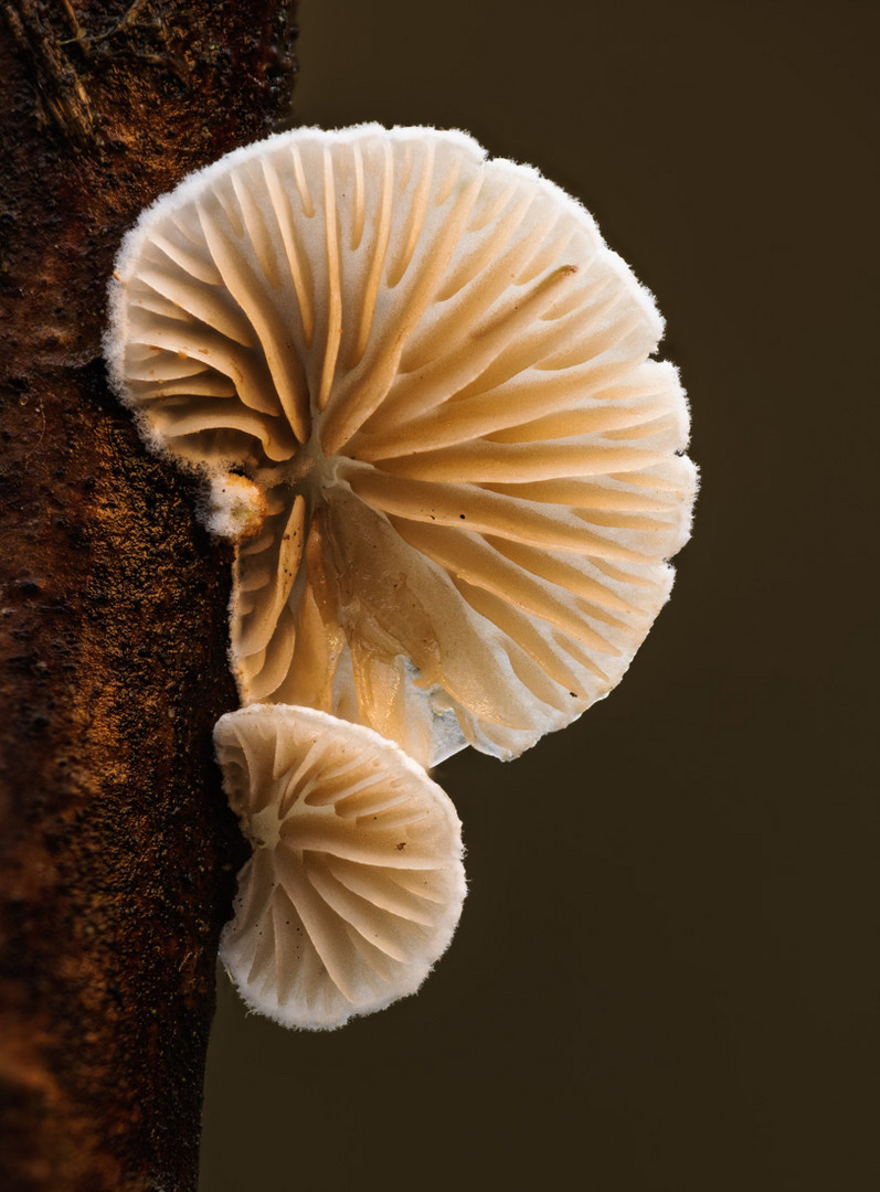 Flaumiges Stummelfüsschen - Crepidotus luteolus