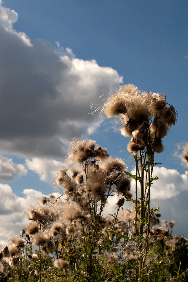 Flauschangriff im Stiftungsland bei Flensburg