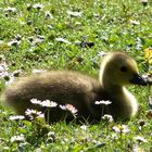 Flauschbälchen