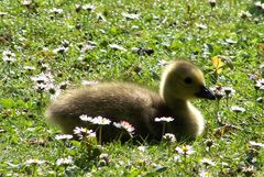 Flauschbälchen