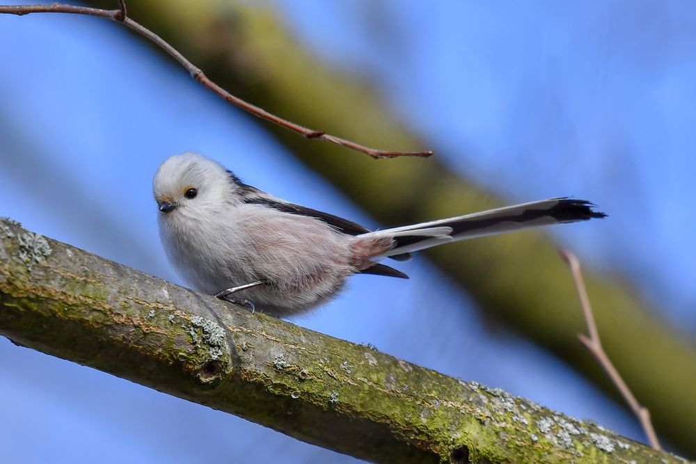 Flauschball