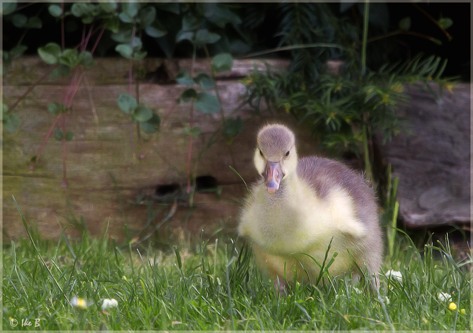 Flauschball unterwegs........