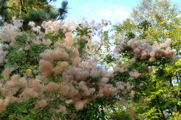 Flauschbaum