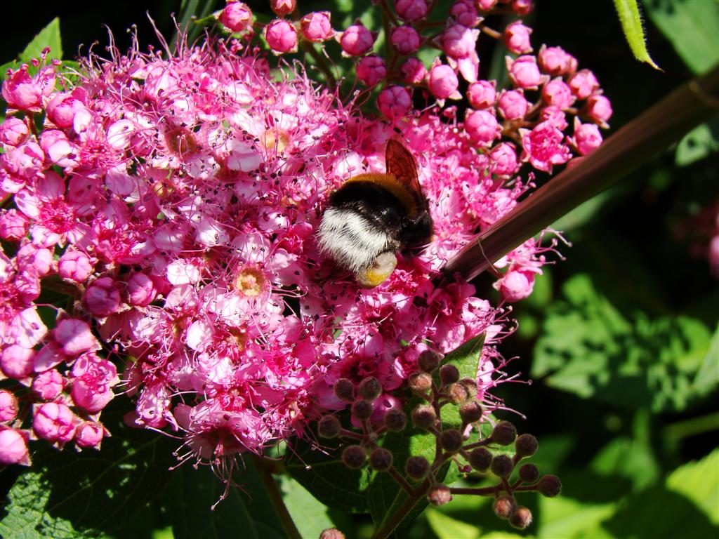 Flausche Hummel