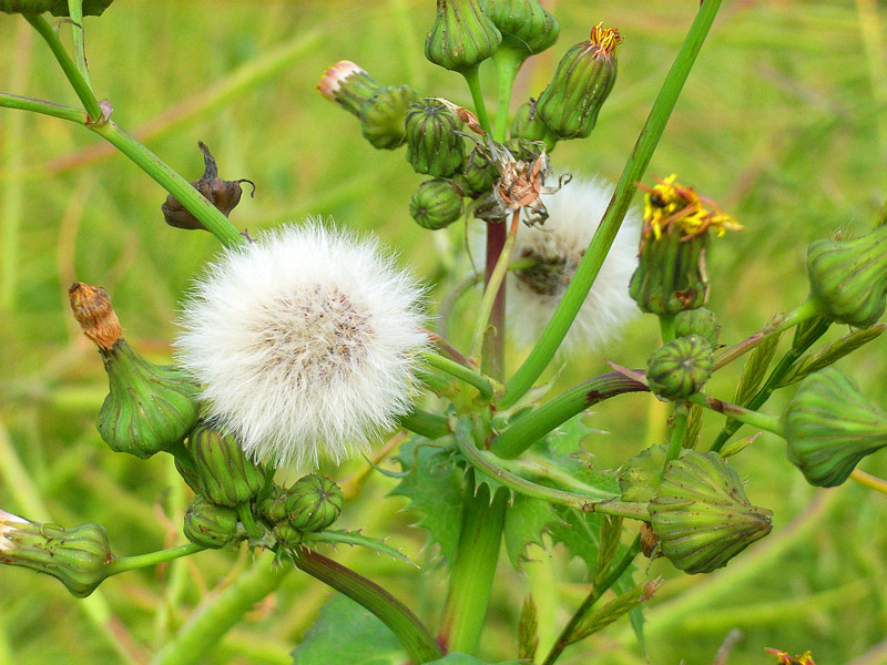 Flauscheball